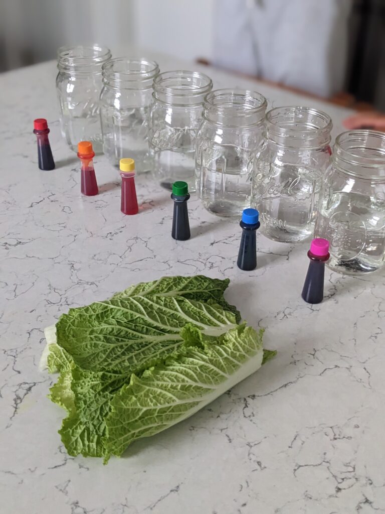 materials for cabbage experiment