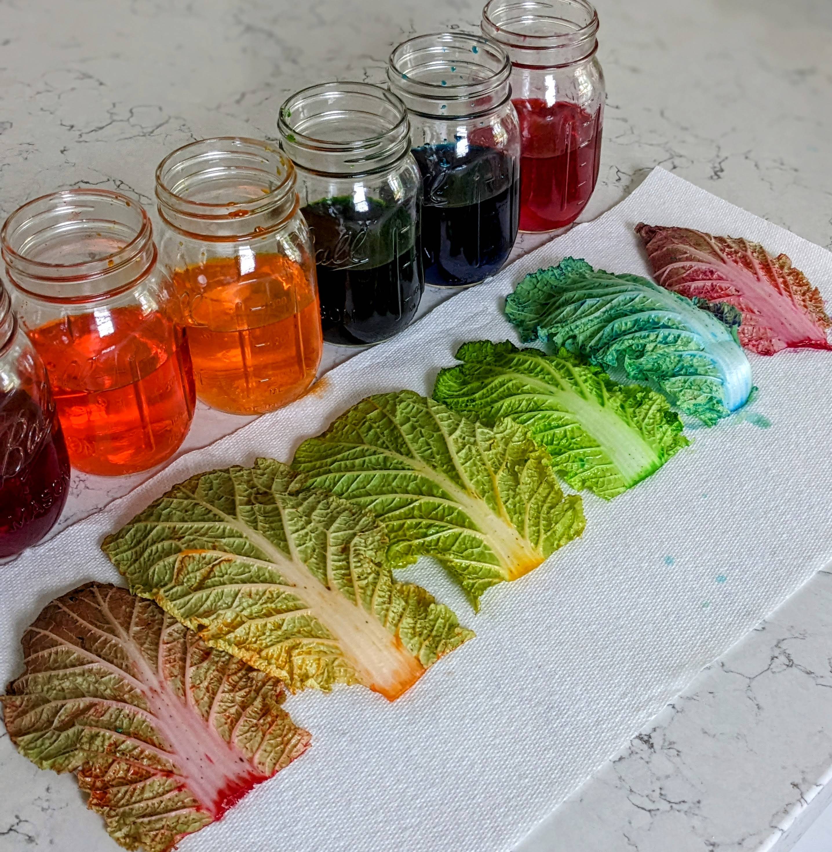 science Cabbage experiment for kids rainbow colors